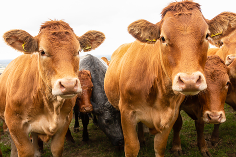Farm & Ranch articles