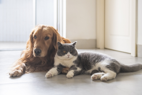 Pet articles