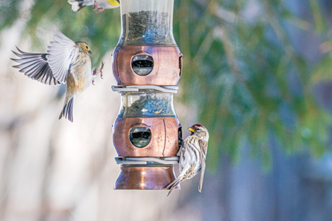 Wild Bird articles