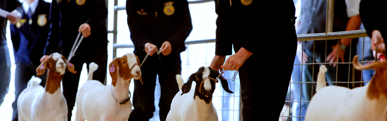 Students showing market animals at a county fair