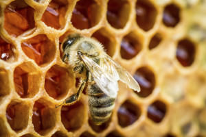 182096420_bee-in-beehive-on-honeycomb