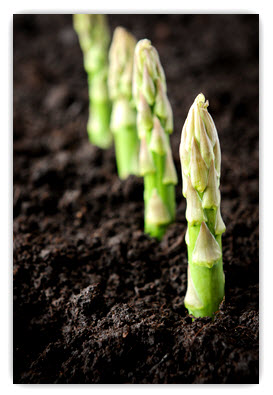 Asparagus in the beginning stages of growth.