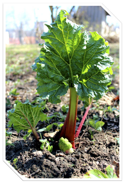 Rhubarb
