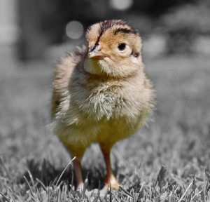 baby_pheasant