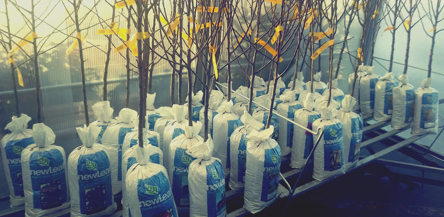 Planting Bare Root Trees