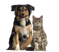 cat-and-dog