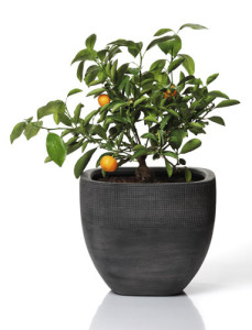 CitrusPlant-orangepot