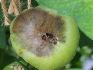 Signs of End Rot