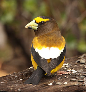 Evening Grosbeak