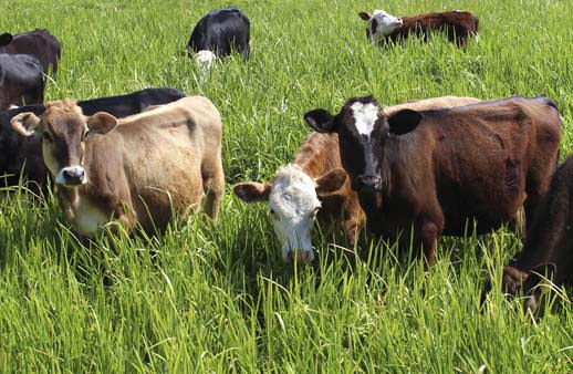 forage-crop-cows1