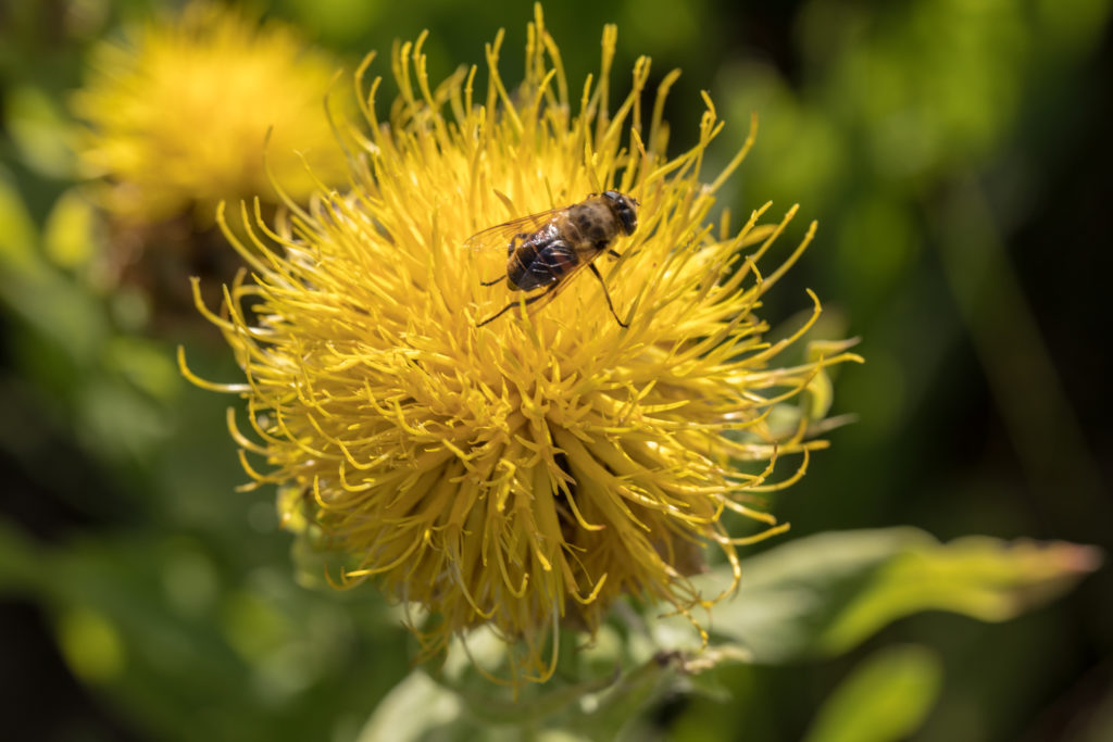Starthistle Bloom with Honeybee