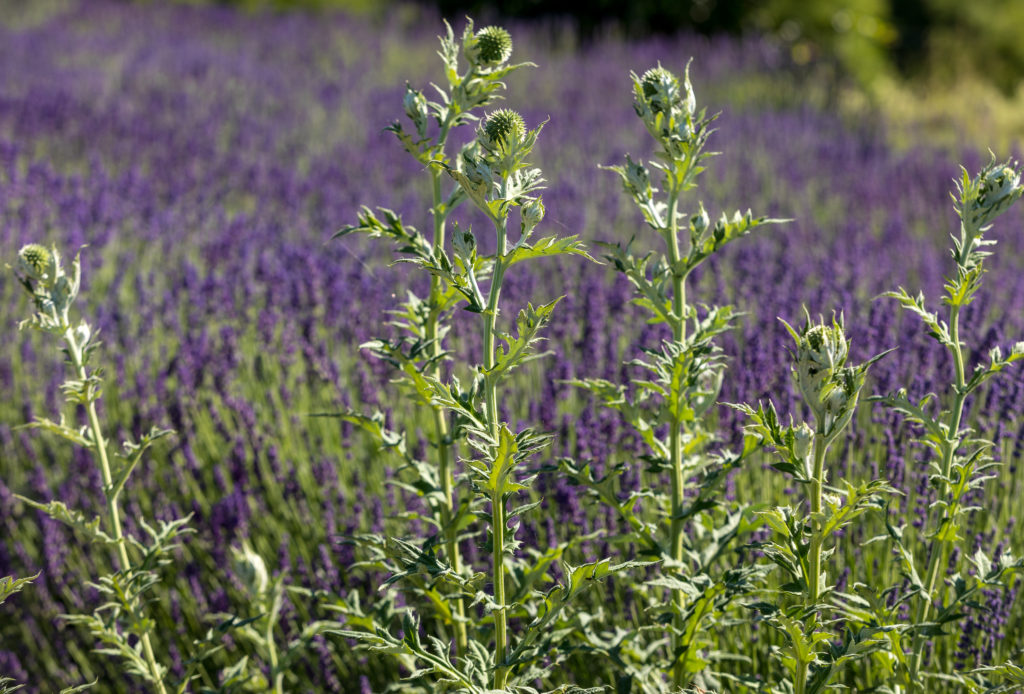Starthistle Field