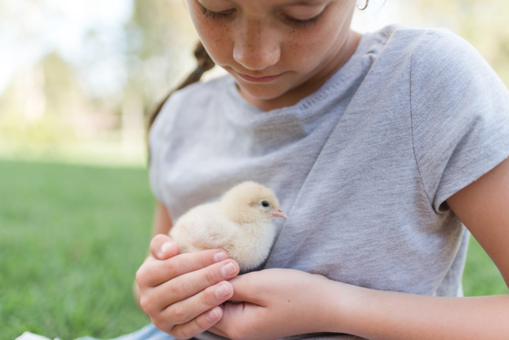 baby chick care