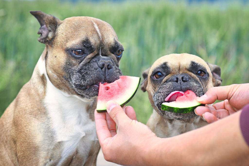 dogs eating watermelong