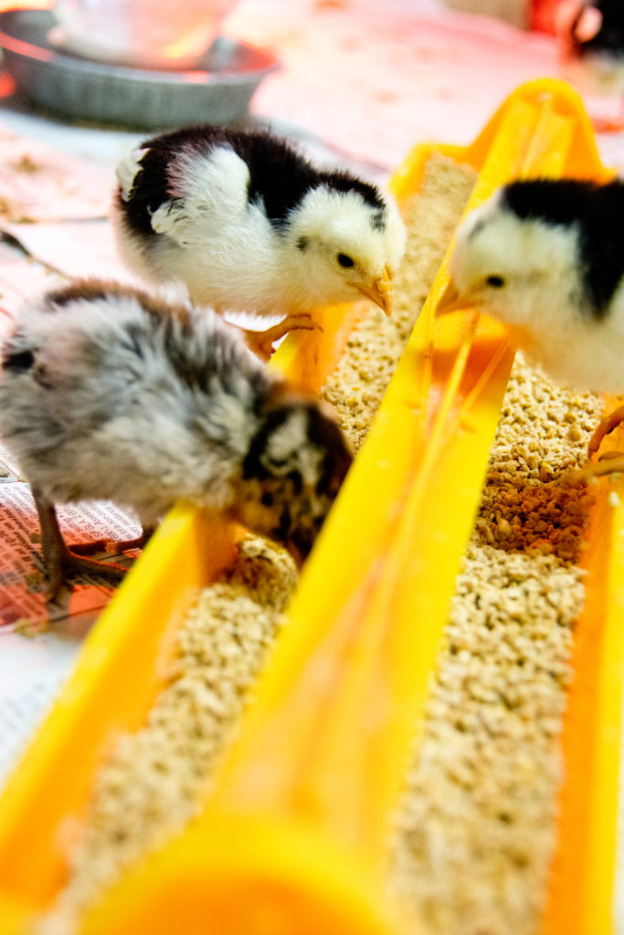 Baby Chickens for Sale - eating poultry food