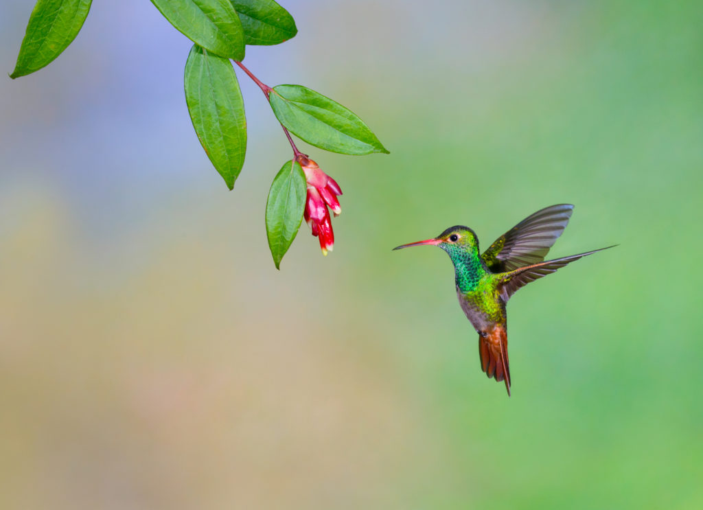 Hummingbird Finding Nectar in Flower
