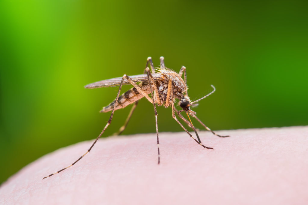 Mosquito Bite Macro