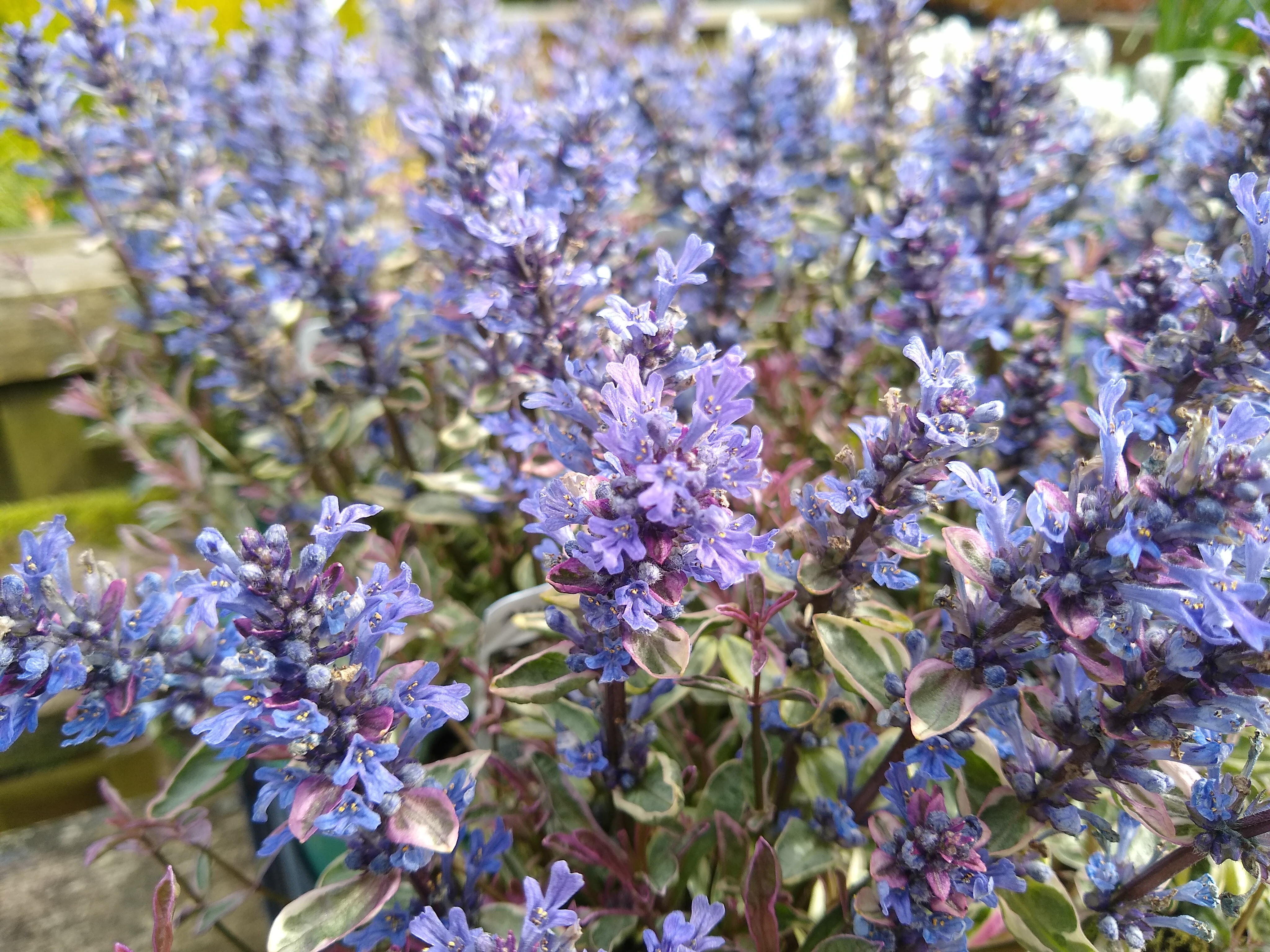 Ajuga