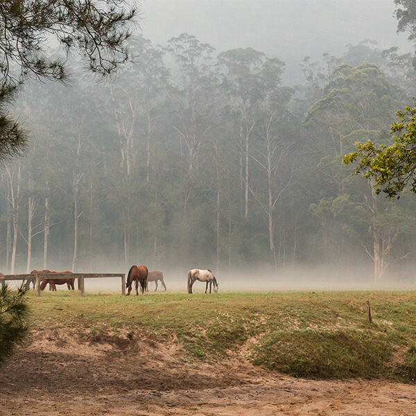 Horses in smoke