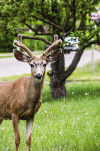 mule-deer-buck-in-velvet