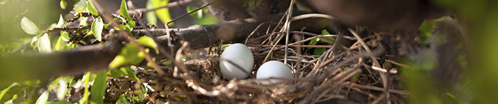 nesting-season