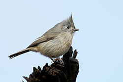 Oak titmouse