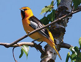 Oriole in a tree
