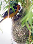 Oriole hangin nest