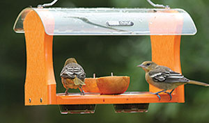 Orioles Feeding