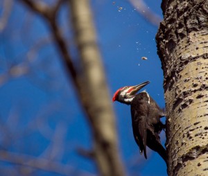 Woodpecker