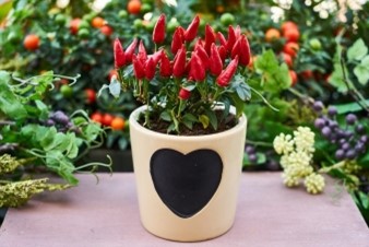 container gardening peppers