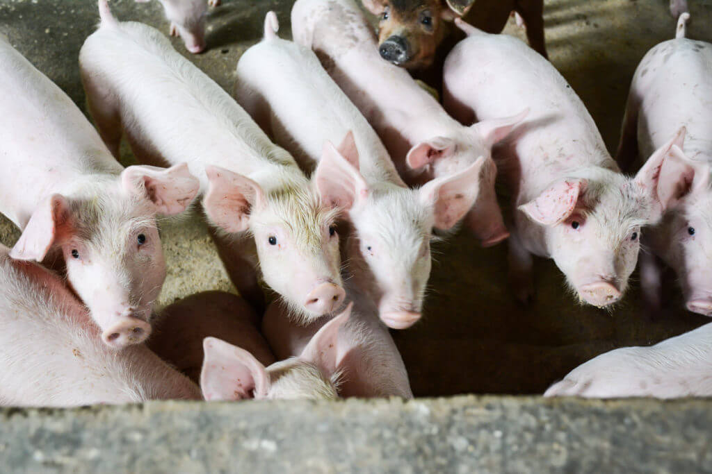 piggies-feeding_resize