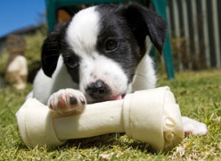 Puppy and a bone