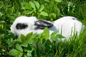 Rabbit in the Grass