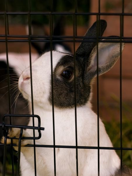 Rabbit in a Cage