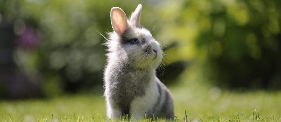 Rabbit in Grass.