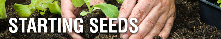 Starting Seeds