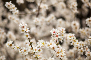 ThinkstockPhotos-112042405_white-cherry-blossoms_resize