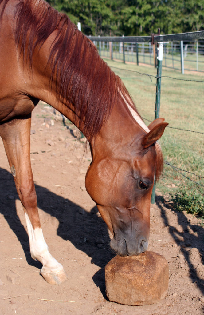 Cold Weather Salt Lick