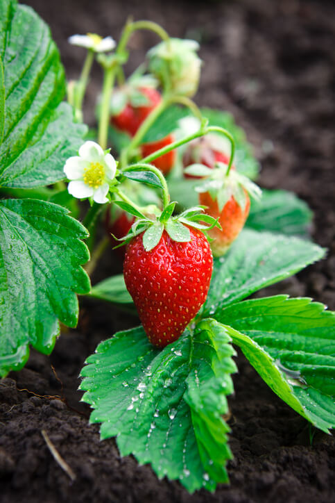 Bush of strawberries