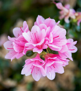 ThinkstockPhotos-468462082_pink-azalea-blooms_resize
