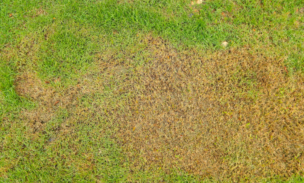 Pre-emergent Care to Improve Lawn Health